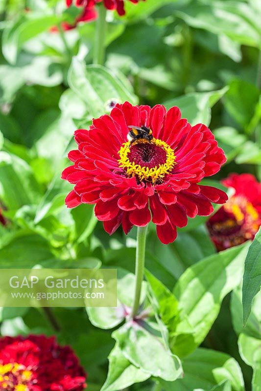 Zinnia elegans 'Benary's Giant Deep Red' with Bumble Bee 