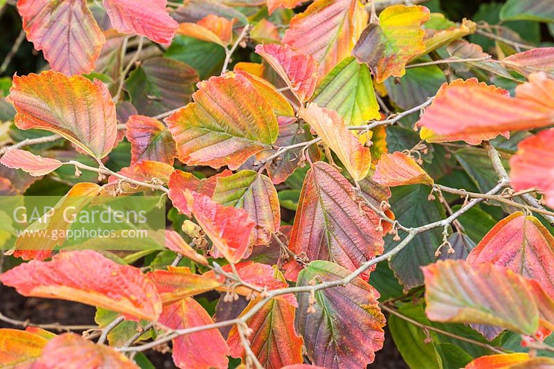 Hamamelis vernalis 'Kohankie Red' foliage in autumn