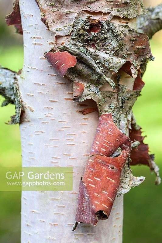 Betula dahurica 'Maurice Foster' - tree bark detail