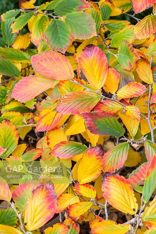 Hamamelis 'Dishi' foliage in autumn