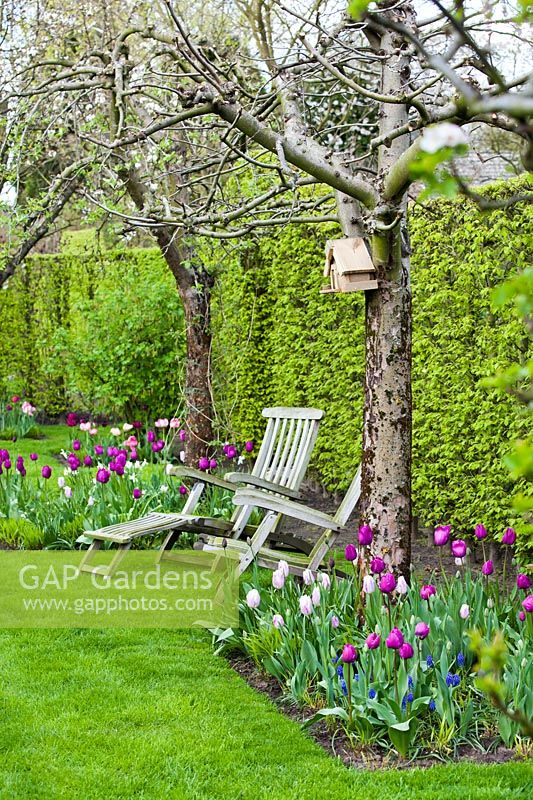Spring border of tulips and wooden armchairs in an orchard. Tulipa 'Don Quichotte', Tulipa 'Mistress Mystic', Tulipa Negrita, Muscari and Narcissus 'Ice Follies'.