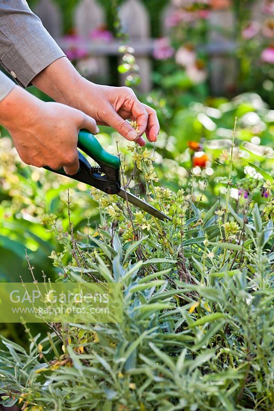 Woman cutting sage - Salvia officinalis