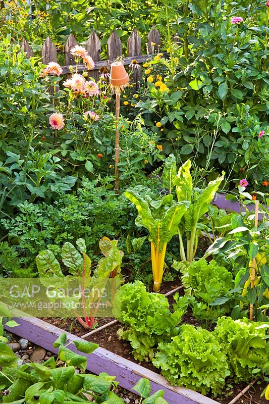 Vegetable garden with raised beds of vegetables and herbs