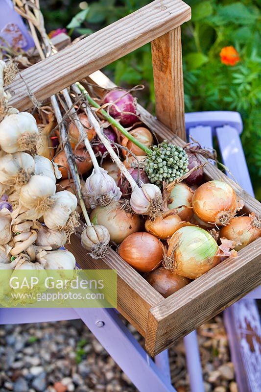 Harvested onions and garlic 