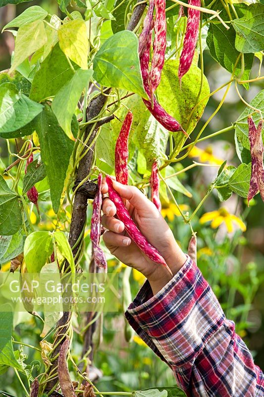 Woman harvesting Phaseolus vulgaris Firetongue 'Borlotto Lingua di Fuoco'