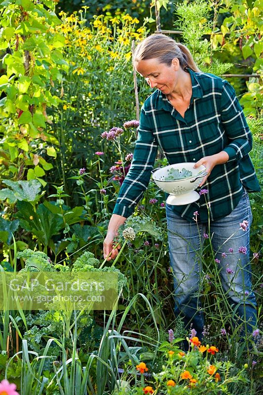 Woman harvesting Kale