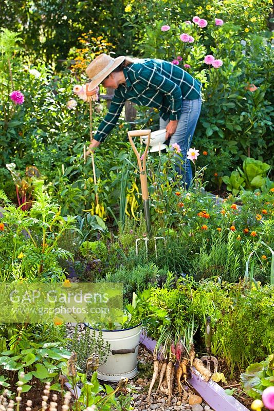 Woman harvesting vegetables in a kitchen garden