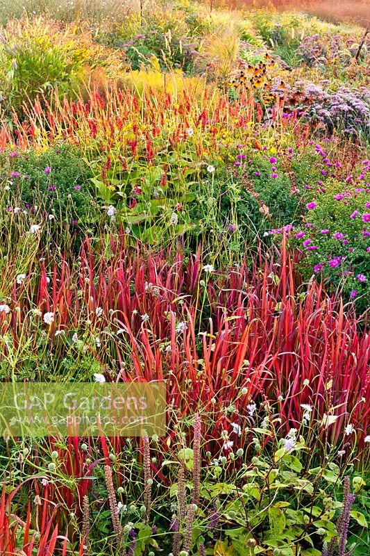 Late summer border of perennials and grasses including Imperata cylindrica 'Red Baron' and Persicaria amplexicaulis 'J.S. Caliente'