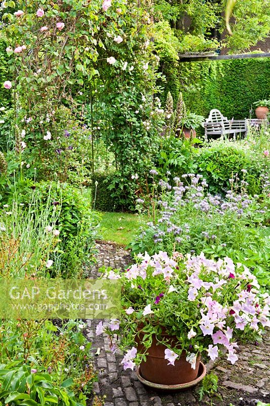 Garden in June with potted Surfinia Petunias and borders - Hetty van Baalen garden, Netherlands