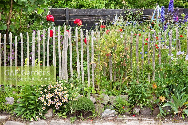 Summer border with Digitalus lutea, Haplopappus, Poppies,  Roses, Geranium 'Mrs. Kendal Clark', Cornflowers and Erysimum 'Bowles's Mauve'. Hetty van Baalen garden, The Netherlands