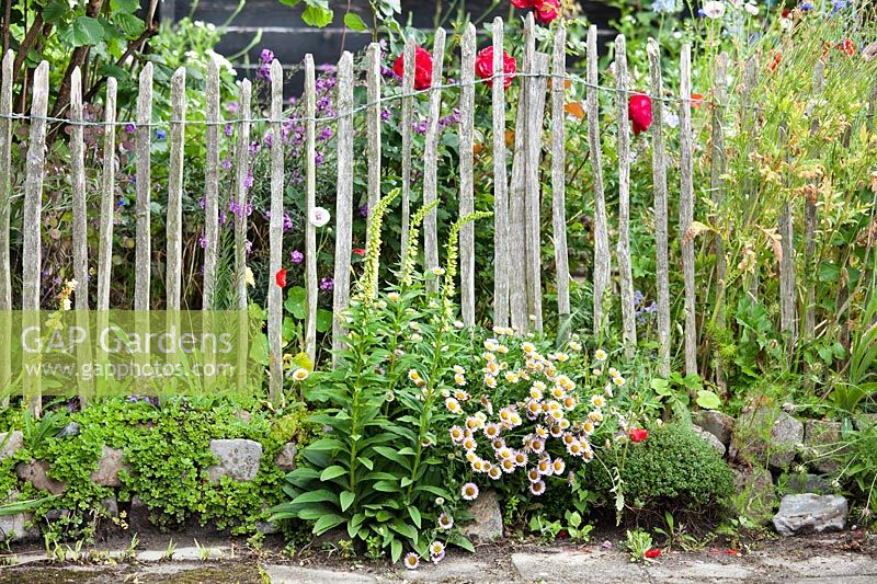Summer border with Digitalus lutea, Haplopappus, Poppies, Roses, Geranium 'Mrs Kendal Clark', Cornflowers and Erysimum 'Bowles's Mauve'. Hetty van Baalen garden, The Netherlands