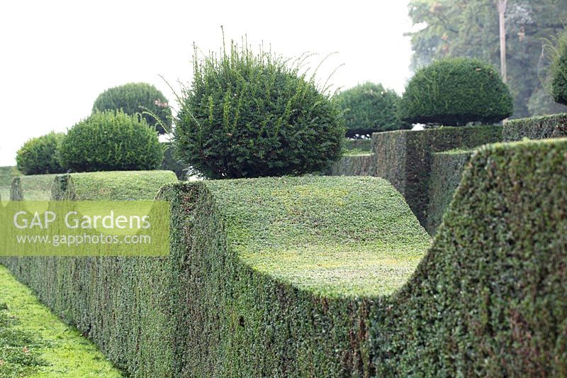 Centuries-old Yew topiary to be pruned.