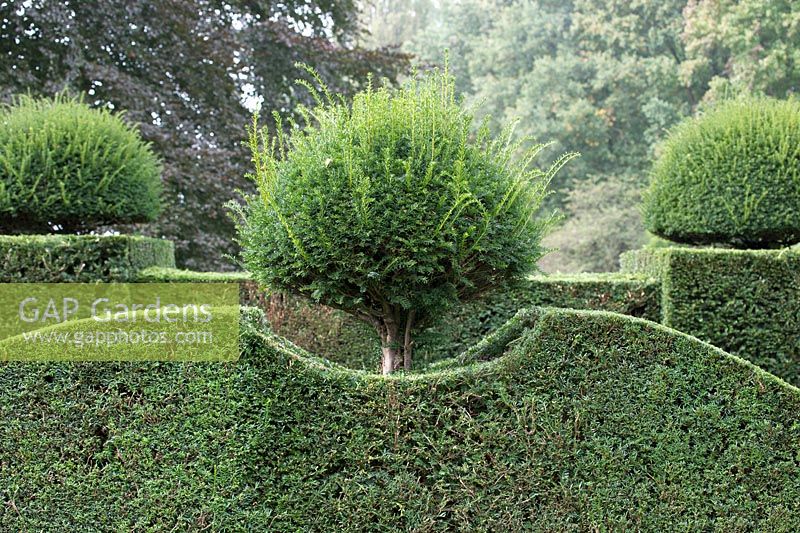 Centuries-old topiary's to be pruned.
