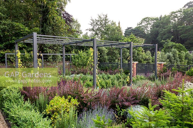 Berberis thunbergii 'Atropurpurea' with contemporary metal pergola in Tom Hoblyn designed garden at Heatherbrae