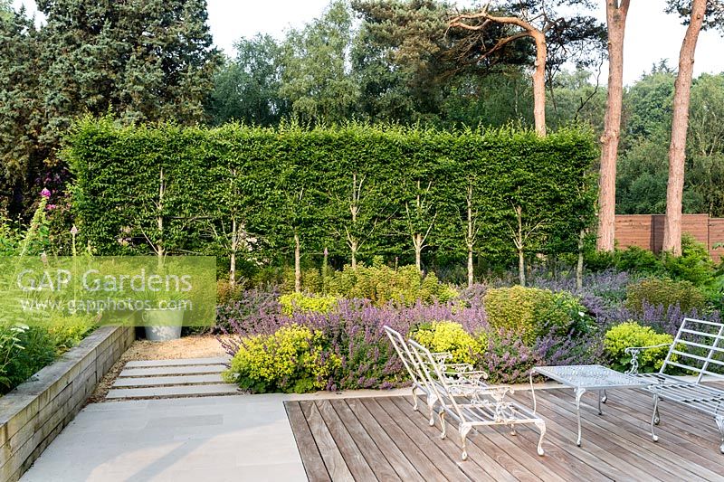 Alchemilla mollis, Nepeta 'Walker's Low', and Pleached hornbeam - Carpinus betulus in a patio area with hardwood decking, Yorkstone paving and contemporary cast iron garden furniture in Tom Hoblyn designed garden at Heatherbrae