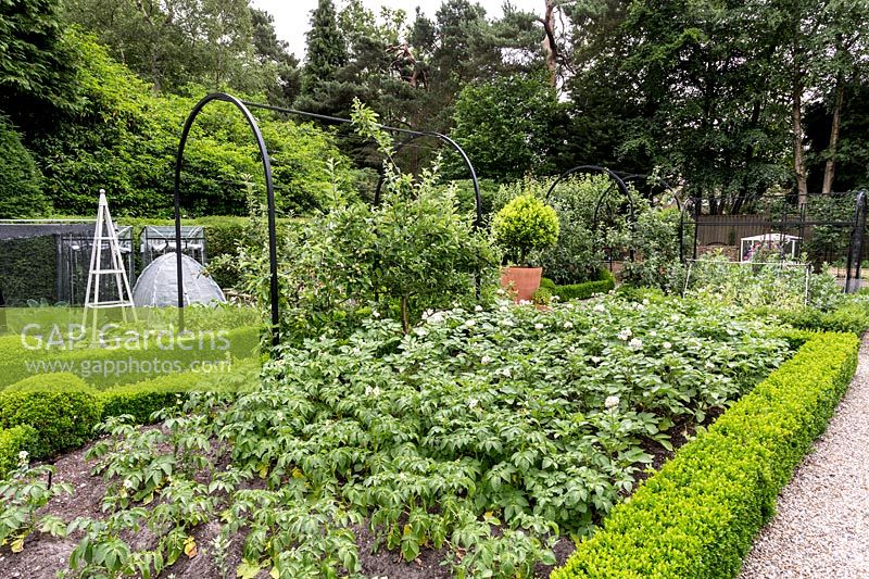 Buxus sempervirens hedge lining a vegetable bed containing various potato varieties, with contemporary metal pergolas in background in a Tom Hoblyn designed garden at Heatherbrae
