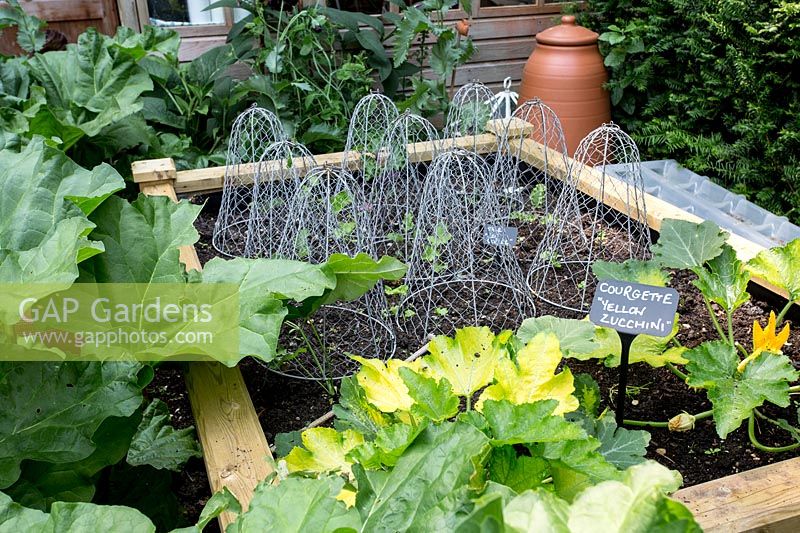 Raised wooden vegetable bed with Courgette 'Yellow Zuccchini' surrounded by Rhubarb in a Tom Hoblyn designed garden at Heatherbrae