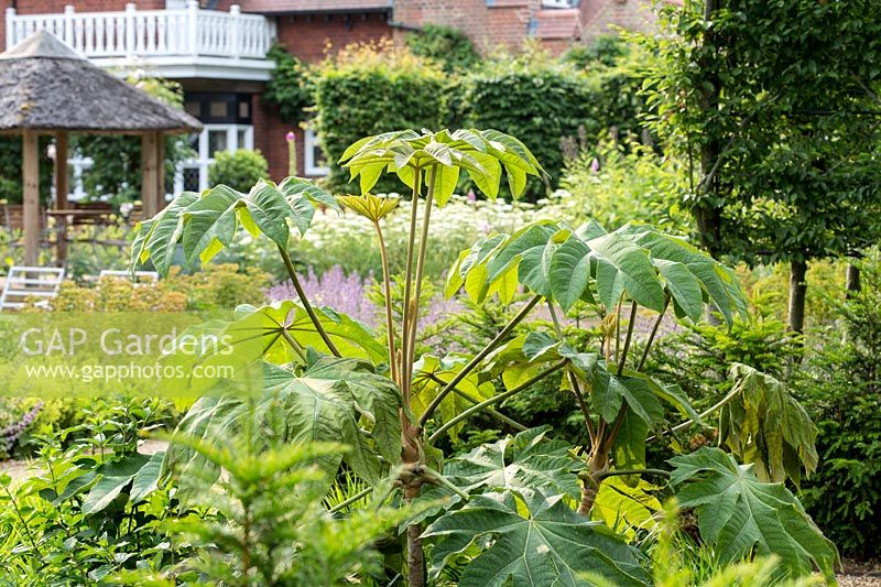 Tetrapanax papyrifera 'Rex' with views across the garden to main house in a Tom Hoblyn designed garden at Heatherbrae