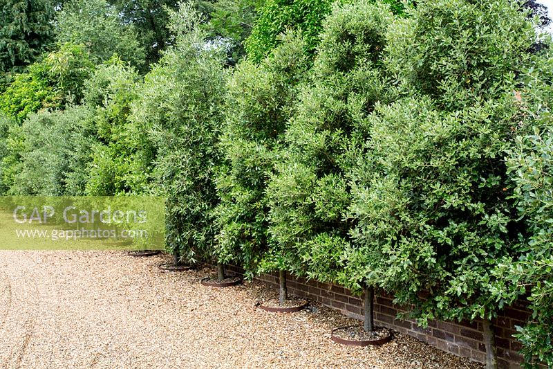 Quercus ilex lining a gravel drive in a Tom Hoblyn designed garden at Heatherbrae