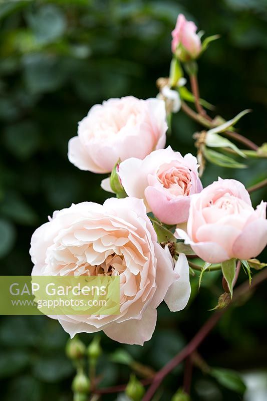Rosa 'Generous Gardener'