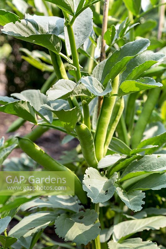 Broad bean in a vegetable garden