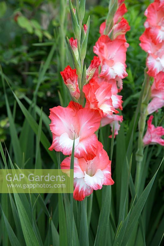 Gladiolus 'Pink Lady'