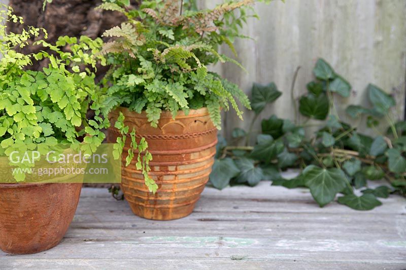 Adiantum - Maidenhair fern in rust coloured pot