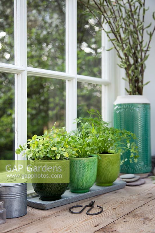 Row of herbs in windowsill including Origanum vulgare - Goldsplashed Marjoram, Anthriscus cerefolium - Chervil and Apium graveolens - Celery Leaf