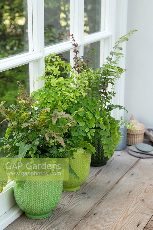 Mixed fern houseplants including Adiantum - Maidenhair Fern in glazed green pots in a windowsill