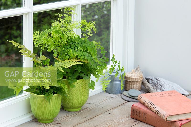 Mixed fern houseplants including Adiantum - Maidenhair Fern in glazed green pots in a windowsill