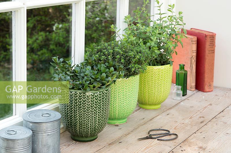 Row of herbs in glazed green pots on windowsill - Mint, Thyme and Marjoram
