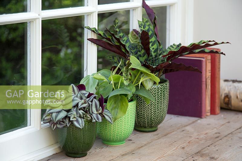 Tradescantia zebrina, Epipremnum and Calathea in glazed green pots on a window sill