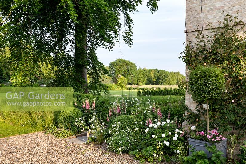 The Manor House, Tom Hoblyn garden planted with Digitalis x mertonensis, box, Rosa 'Madame Hardy', Aquilegia vulgaris 'Alba', Lonicera pileata in container