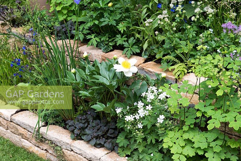 The Poetry Lover's Garden - Dry stone raised beds with Paeonia lactifolora 'Jan van Leeuwen', Thalictrum 'Black Stockings' and Astrantia major 'Star of Billion'-  RHS Chelsea Flower Show 2017