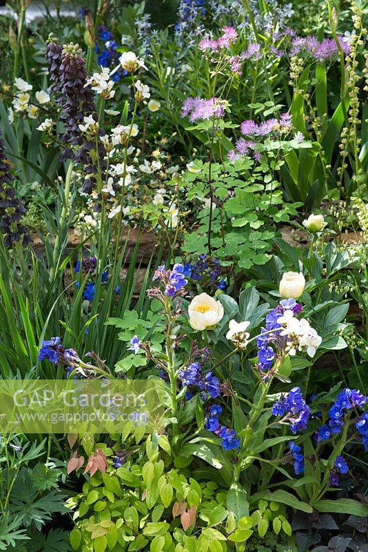 The Poetry Lover's Garden-  Summer border of Paeonia lactiflora 'Jan van Leeuwen', Anchusa azurea 'Loddon Royalist' and Thalictrum 'Black Stockings', RHS Chelsea Flower Show 2017