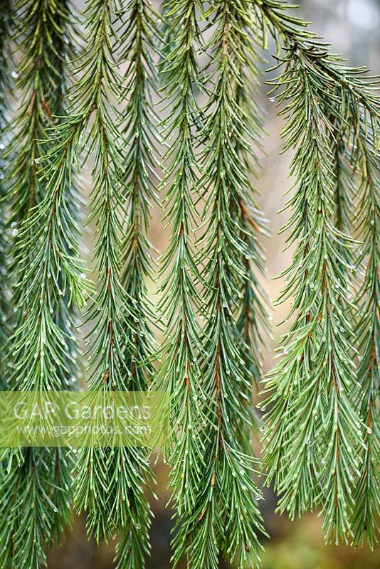 Picea breweriana, Brewer's Weeping Spruce