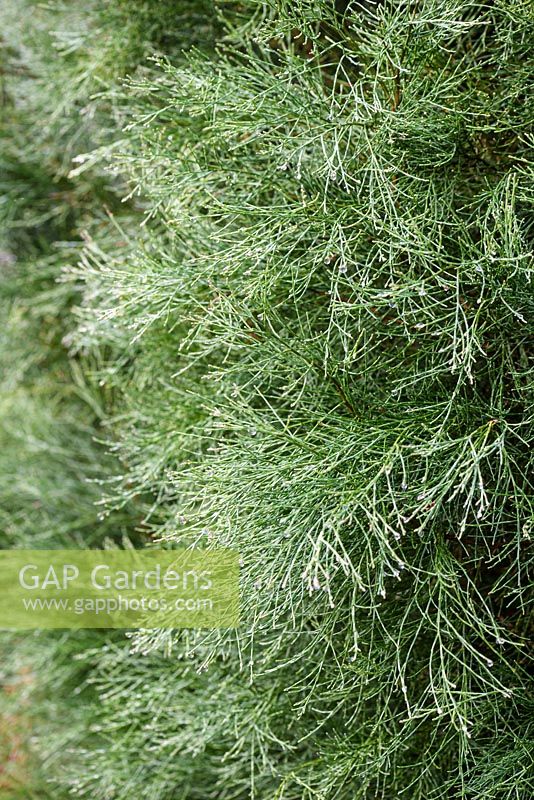 Callitris oblonga, Tasmanian Cypress Pine