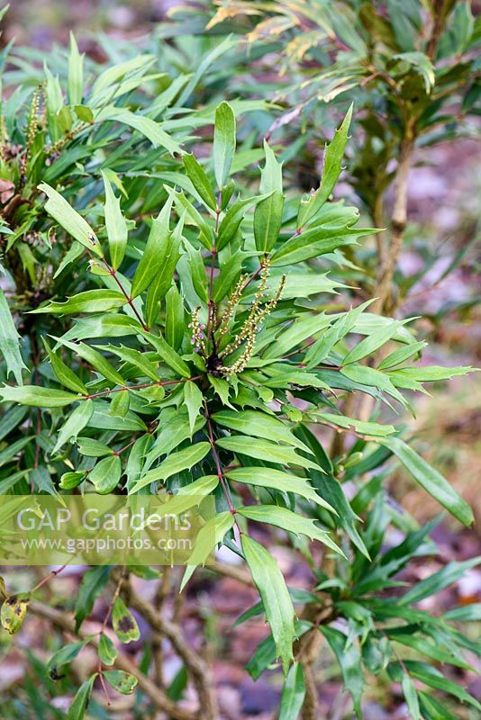Mahonia eurybracteata subsp. ganpinensis 'Chalingba'