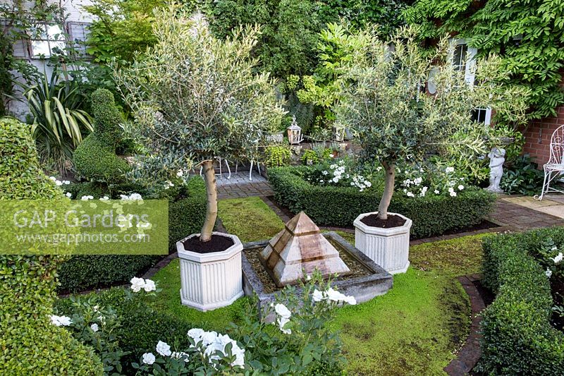 Front garden with low hedging and topiary and  olive trees in containers