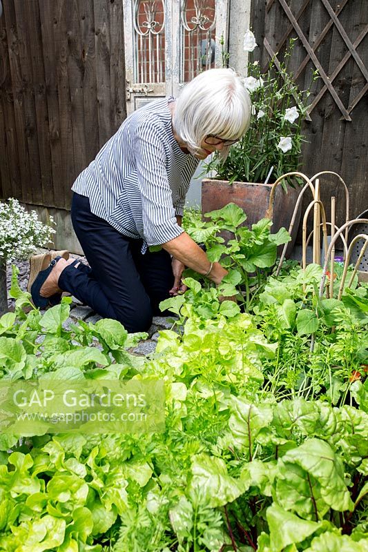 Owner, Yvonne Marks - collecting salad and summer leaves from small raised vegetable bed - Crowmarsh House