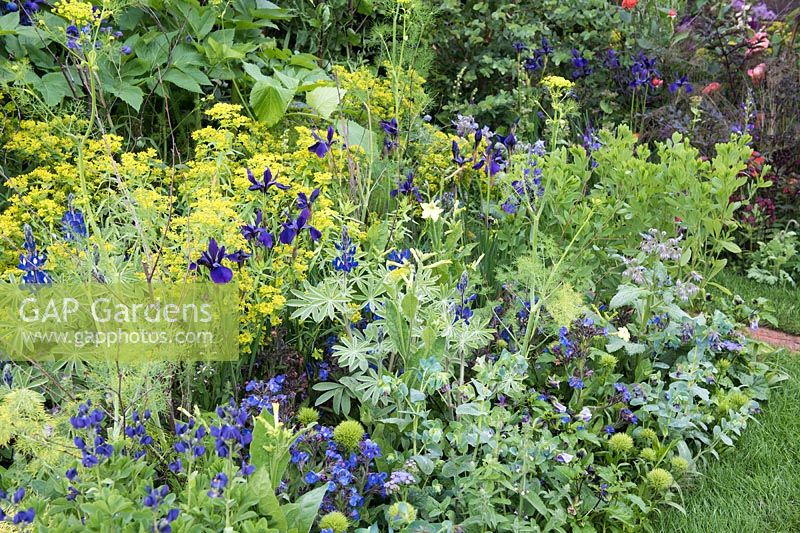 The Anneka Rice Colour Cutting Garden, view of mix flower border with Cerinthe major 'Purpurascens', Iris 'Pansy Purple', Lupinus pilosus, Anchusa azurea 'Loddon Royalist', Dianthus 'Green Trick', Foeniculum 'Green', Dianthus 'Green Trick', Nicotiana alata 'Lime Green', Borage 'Blue' -RHS Chelsea Flower Showe 2017