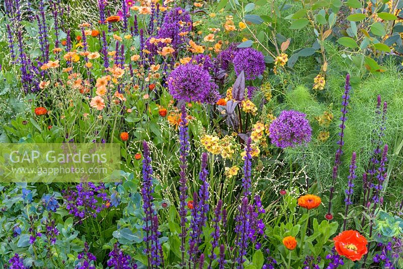The Anneka Rice Colour Cutting Garden - Geum 'Totally Tangerine' with grasses, Salvias and Alliums - RHS Chelsea Flower Show 2017 