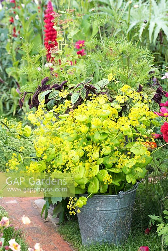 The Anneka Rice Colour Cutting Garden - Smyrnium perfoliatum in a silver bucket - RHS Chelsea Flower Show 2017