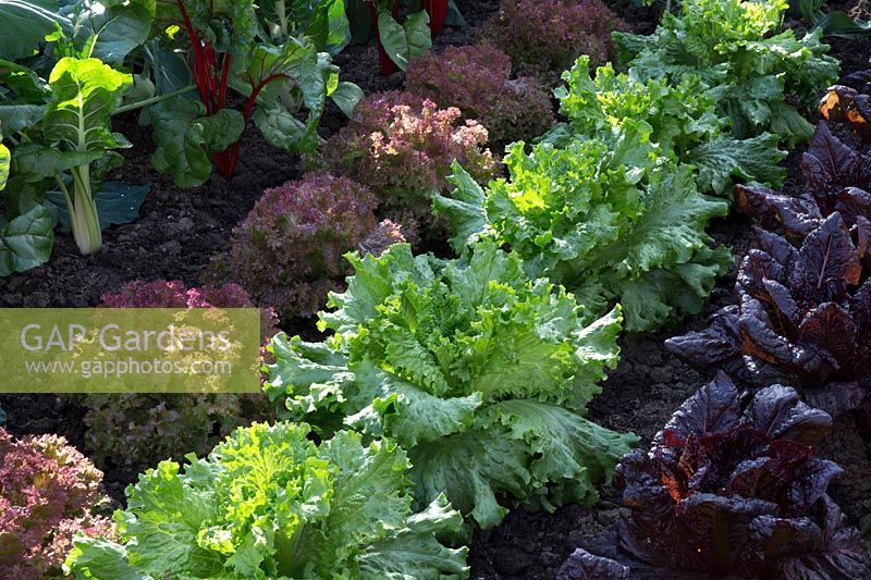 The Chris Evans Taste Garden Garden - Lettuce from right to left, 'Nymans', 'Lettony', 'Lollo Rossa', Swiss Chard 'Bright Lights' - RHS Chelsea Flower Show 2017