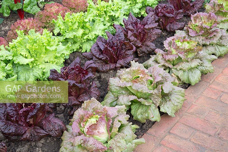 The  Chris Evans Taste Garden, red brick path next to a vegetable garden with lettuces'Red Iceberg', 'Nymans', 'Lettony' and Lollo Rossa' - RHS Chelsea Flower Show 2017