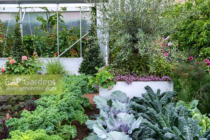 The Chris Evans Taste Garden - Three different varieties of Kale including 'Cavolo Nero', green and red cabbage and fennel with cherry tomatoes inside greenhouse - RHS Chelsea Flower Show 2017 