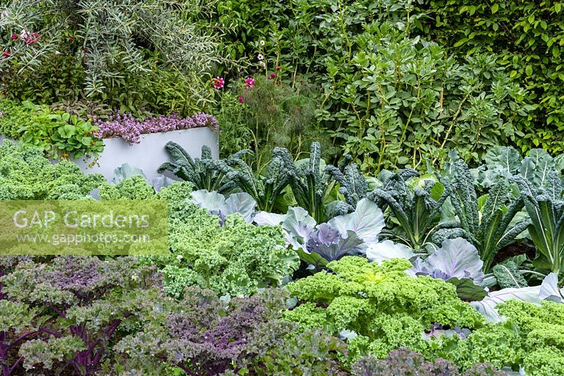 The Chris Evans Taste Garden - Three different varieties of Kale including 'Cavolo Nero', Red Cabbage and Broad Beans - RHS Chelsea Flower Show 2017 - 