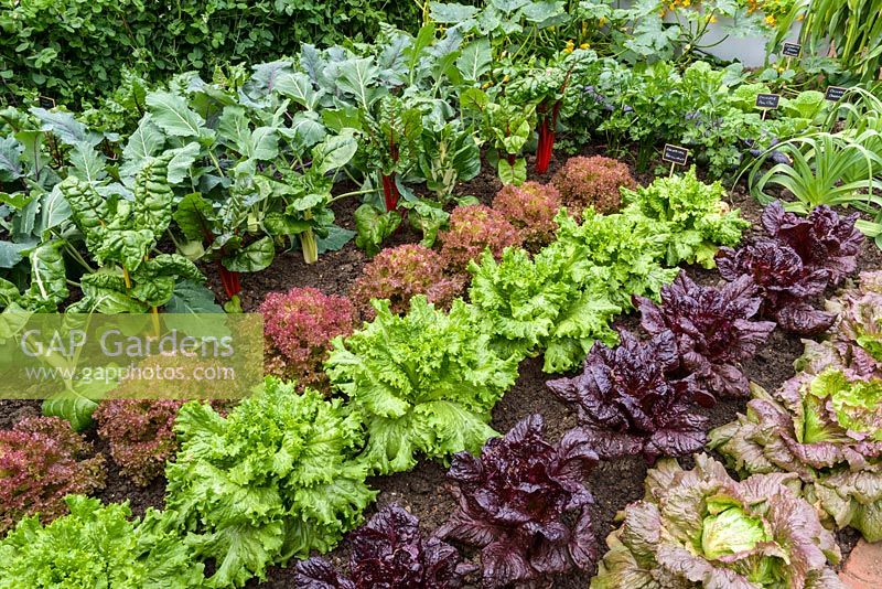 The Chris Evans Taste Garde - Rows of Lettuce 'Lettony', 'Nymans' and 'Lollo Rossa' with Chard, Kohlrabi and Peas - RHS Chelsea Flower Show 2017 