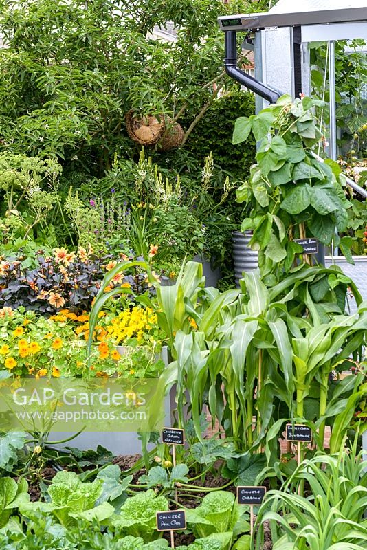 The Chris Evans Taste Garden - Orange Dahlia  and vegetables including Courgette 'Green Griller' and Corn 'Sundance' - RHS Chelsea Flower Show 2017 
