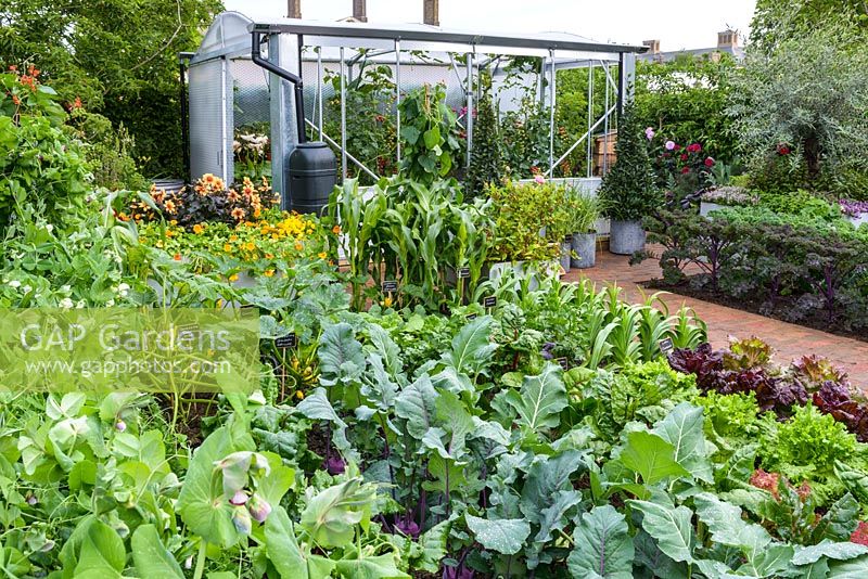 The Chris Evans Taste Garden - Allotment with rows of vegetables including lettuce and broad beans - RHS Chelsea Flower Show 2017